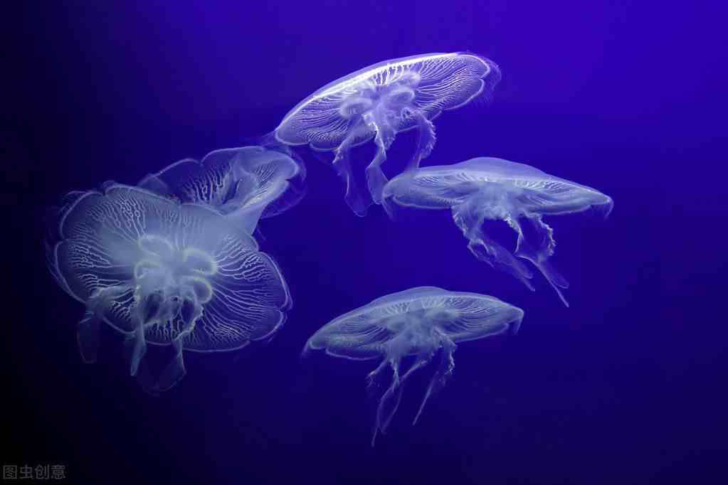 水母怎么养（其实水母好看又好养）-第4张图片