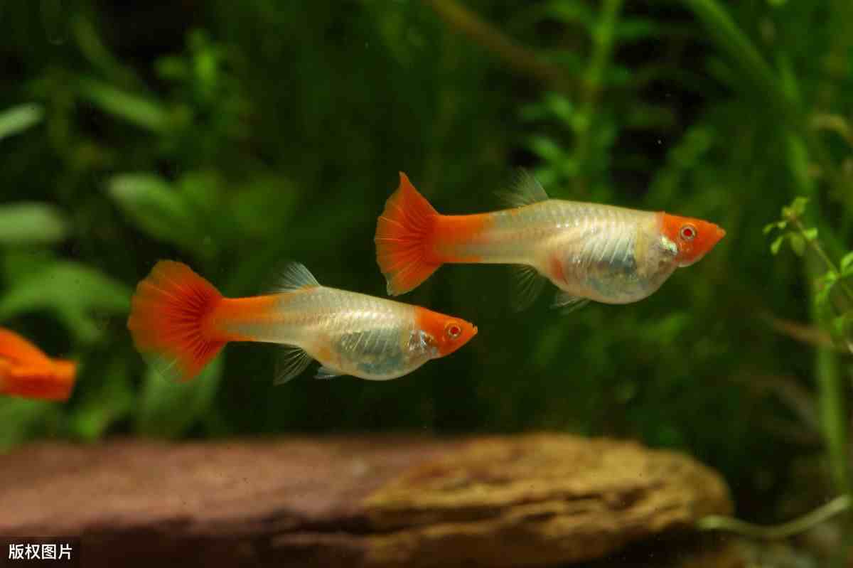 孔雀鱼怎么养（细数孔雀鱼3个阶段的正确喂食方法）-第1张图片