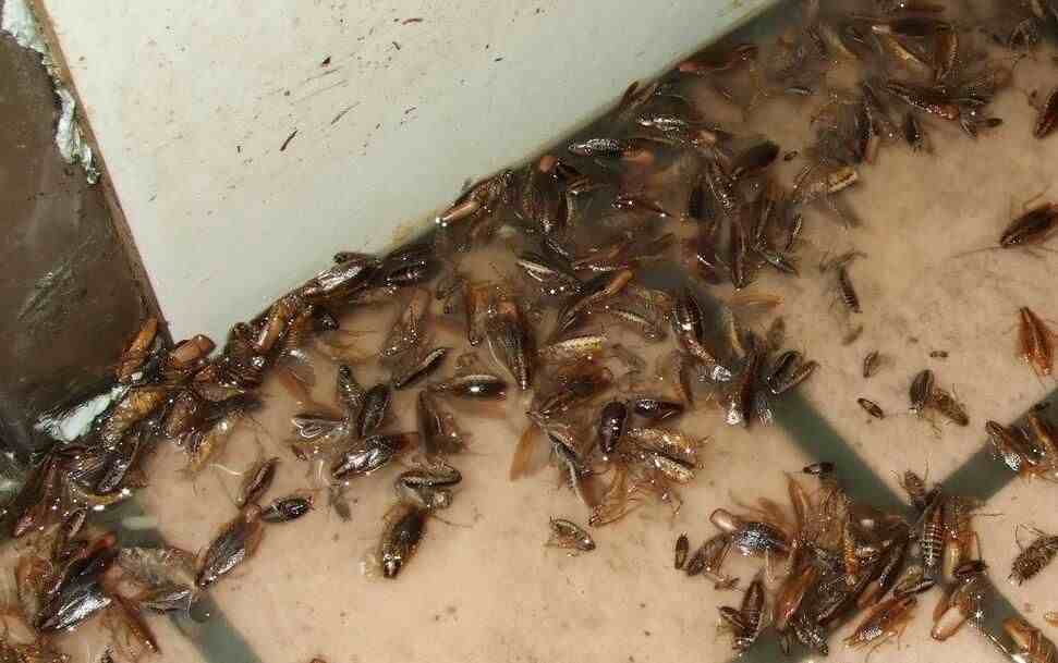 蟑螂会飞吗（蟑螂一般吃什么）-第1张图片