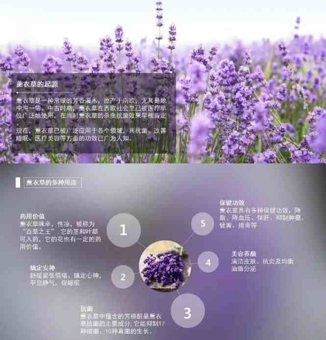 薰衣草精油怎么用（薰衣草精油附六种正确的使用方法）-第2张图片