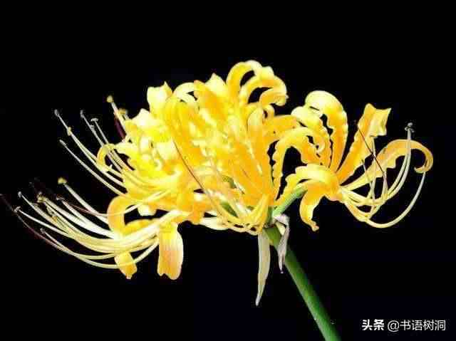 彼岸花的花语是什么（彼岸花到底有几种颜色）-第3张图片