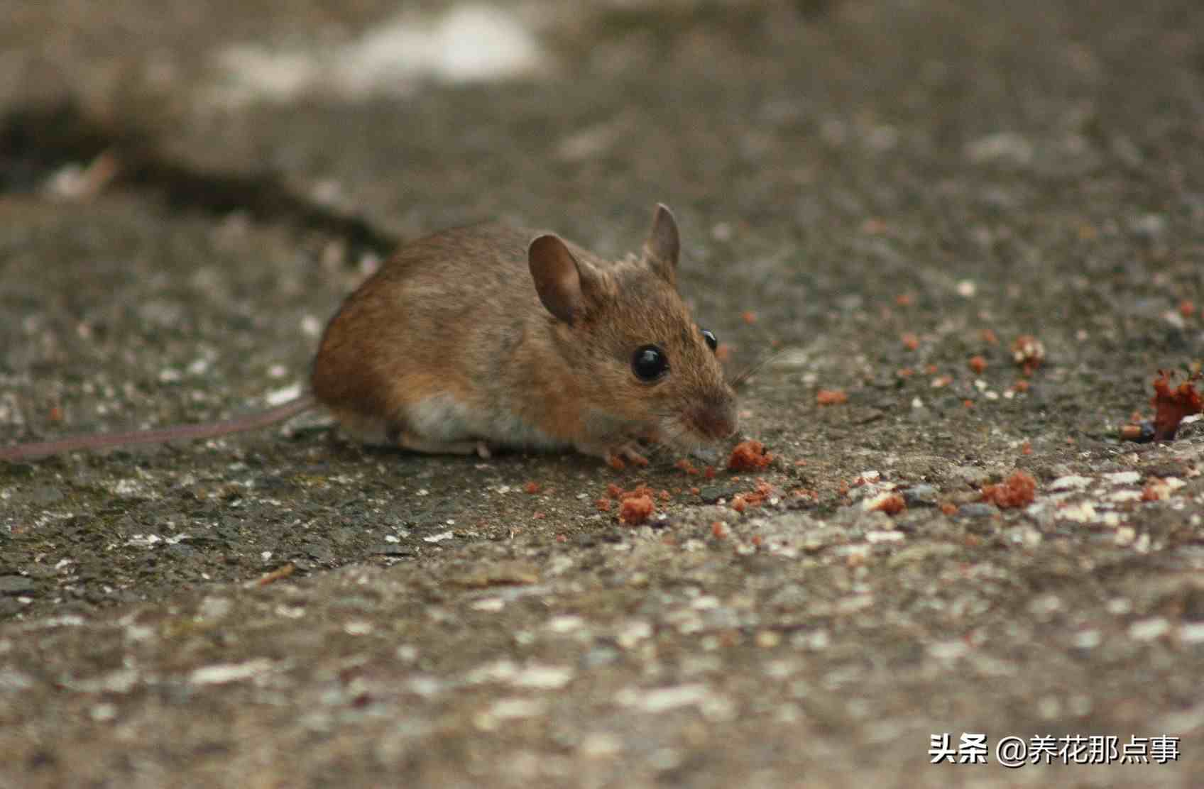 家里有老鼠怎么办（教您这样处理，从此老鼠去无踪）-第2张图片