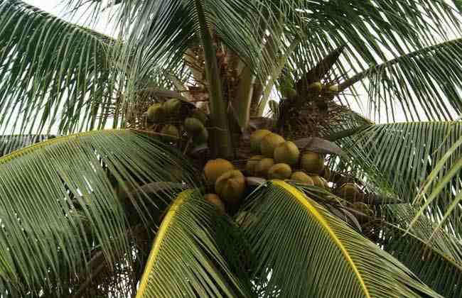 椰子靠什么传播种子的（植物传播种子有哪些方法）-第3张图片