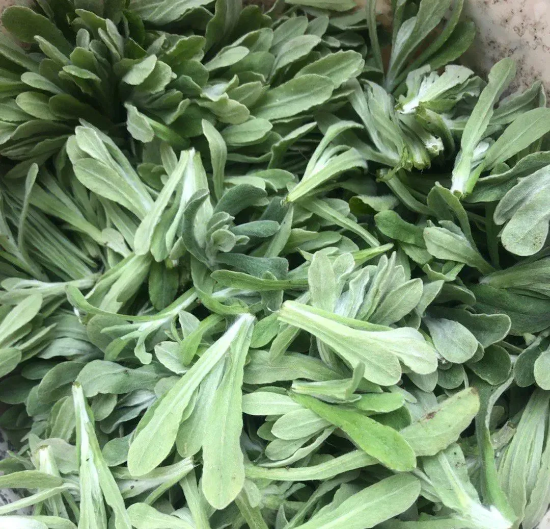 野菜种类（最美味的15种野菜）-第37张图片