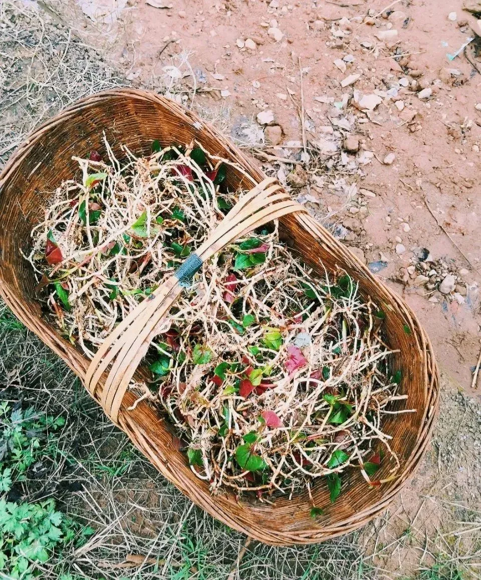 野菜种类（最美味的15种野菜）-第43张图片