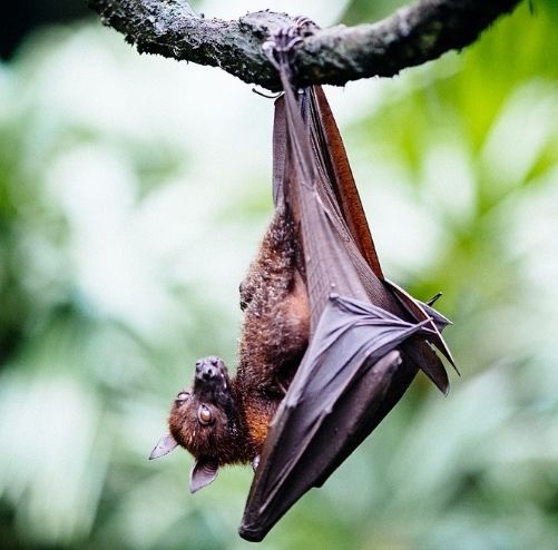 巨型蝙蝠（世界上5大巨型蝙蝠）-第3张图片