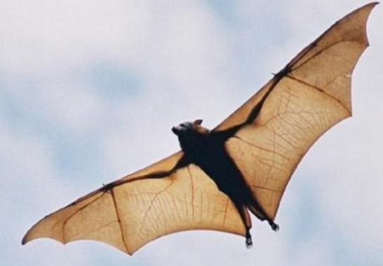 巨型蝙蝠（世界上5大巨型蝙蝠）-第7张图片