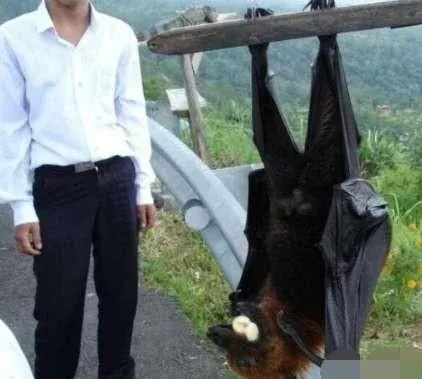 巨型蝙蝠（世界上5大巨型蝙蝠）-第4张图片