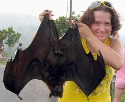 巨型蝙蝠（世界上5大巨型蝙蝠）-第6张图片