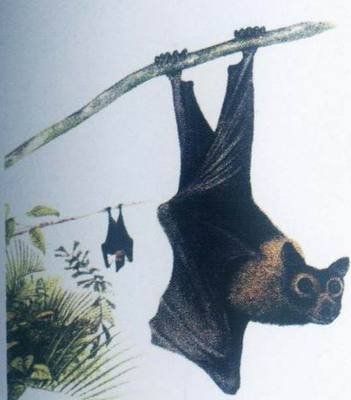 巨型蝙蝠（世界上5大巨型蝙蝠）-第8张图片