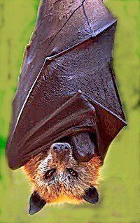 巨型蝙蝠（世界上5大巨型蝙蝠）-第14张图片