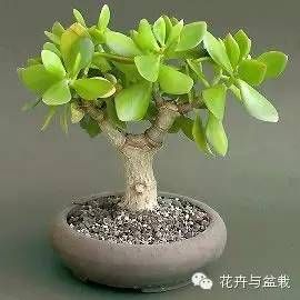 景天树的养殖方法和注意事项 （植物玉树（景天树）的养护和介绍）-第2张图片