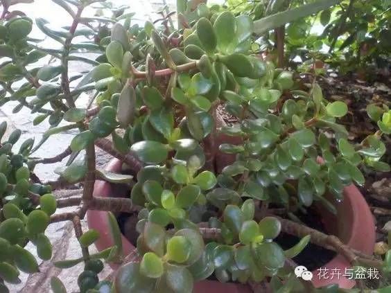 景天树的养殖方法和注意事项 （植物玉树（景天树）的养护和介绍）-第11张图片