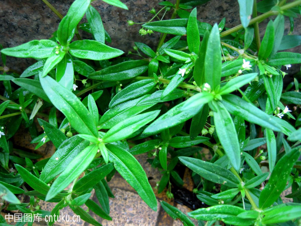 百花蛇舌草（中药材白花蛇舌草）-第2张图片