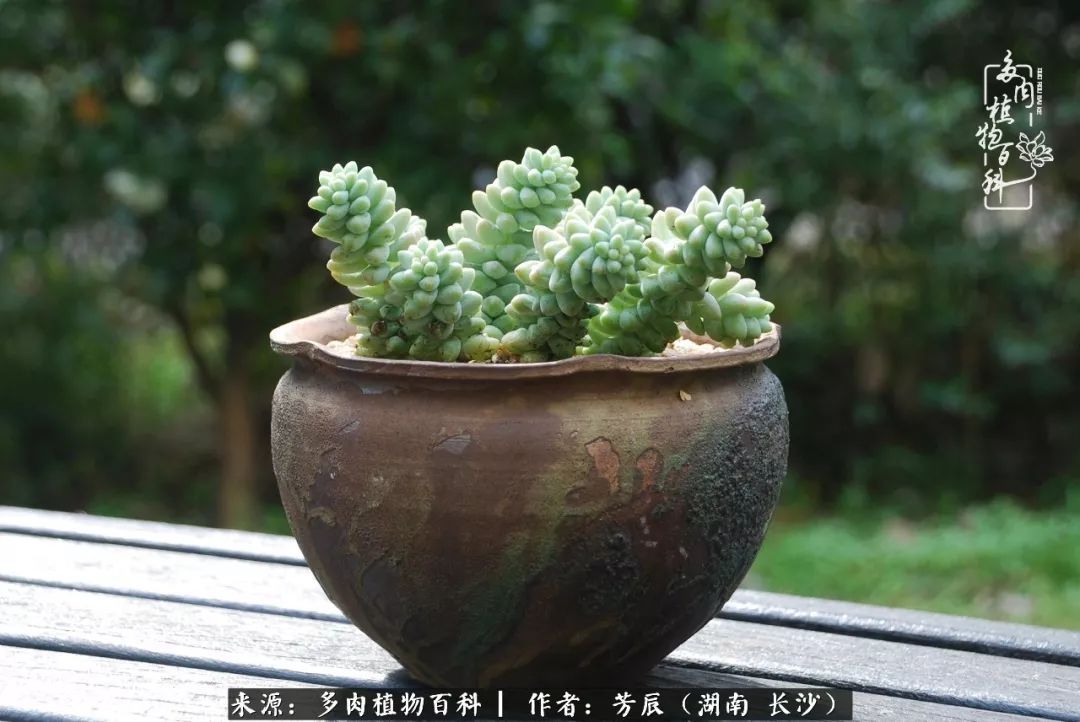 花开花谢又是季节的转移（多肉做伴岁月好，花开花谢皆风景）-第6张图片