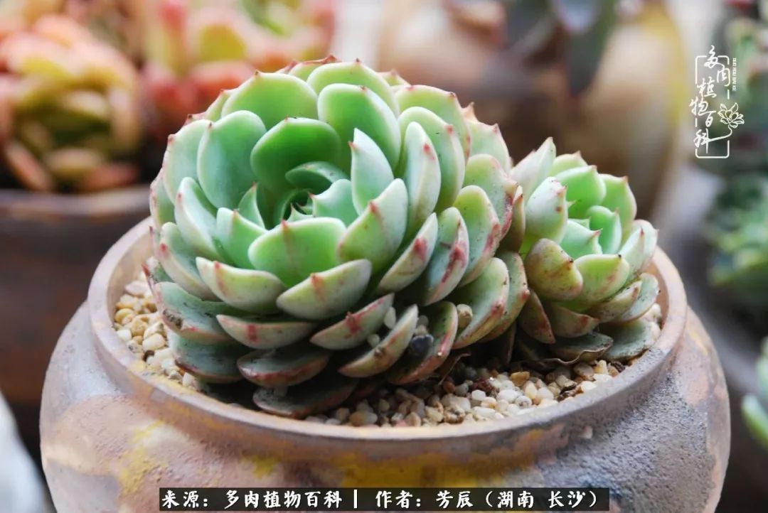 花开花谢又是季节的转移（多肉做伴岁月好，花开花谢皆风景）-第13张图片