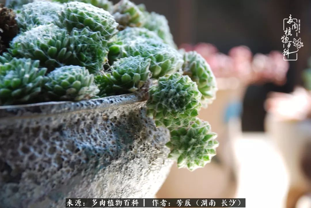 花开花谢又是季节的转移（多肉做伴岁月好，花开花谢皆风景）-第25张图片