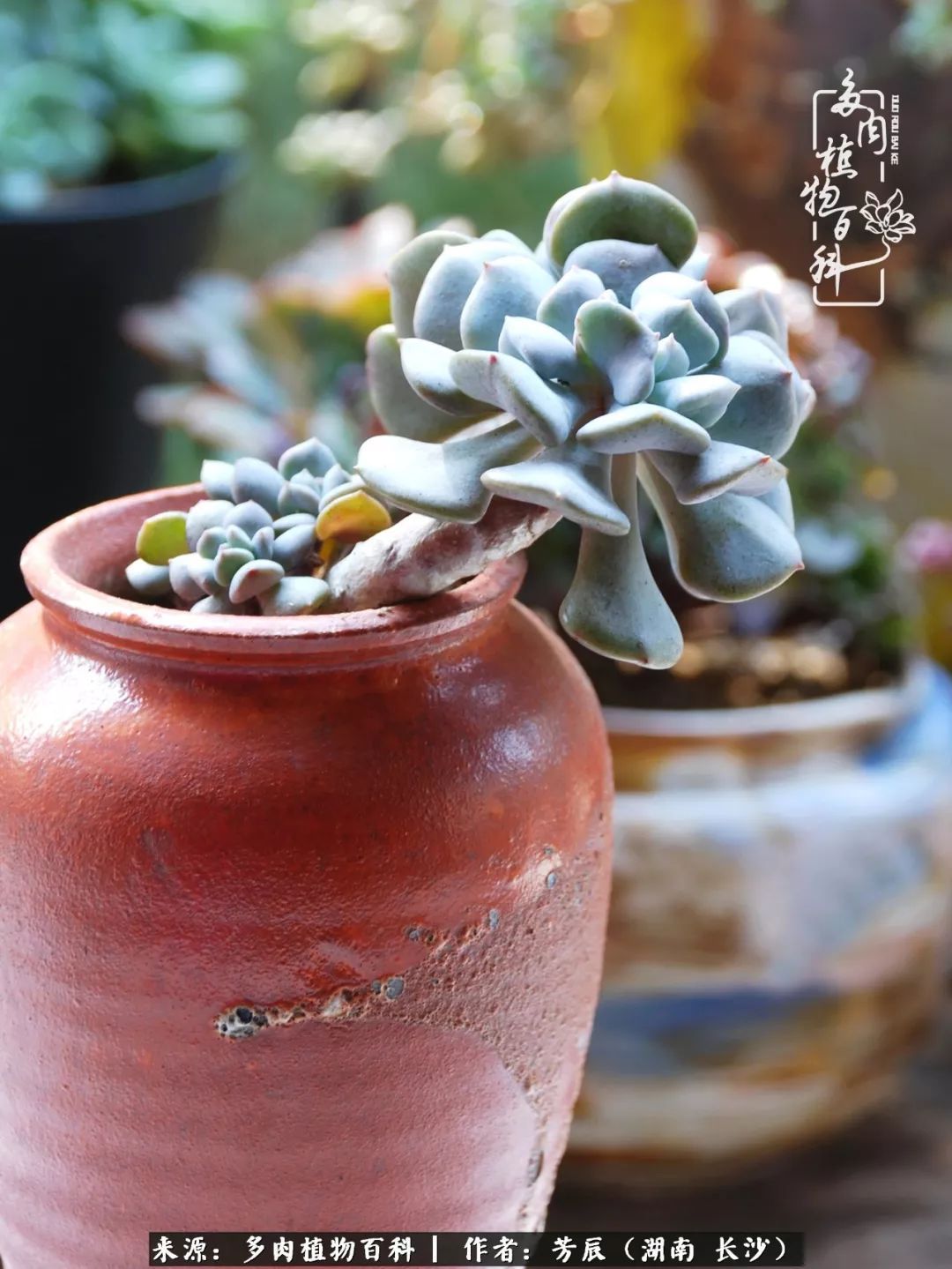 花开花谢又是季节的转移（多肉做伴岁月好，花开花谢皆风景）-第44张图片