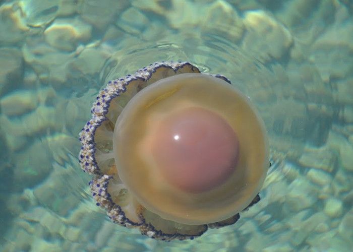 荷包蛋水母（这种水母外型极似“荷包蛋）-第1张图片