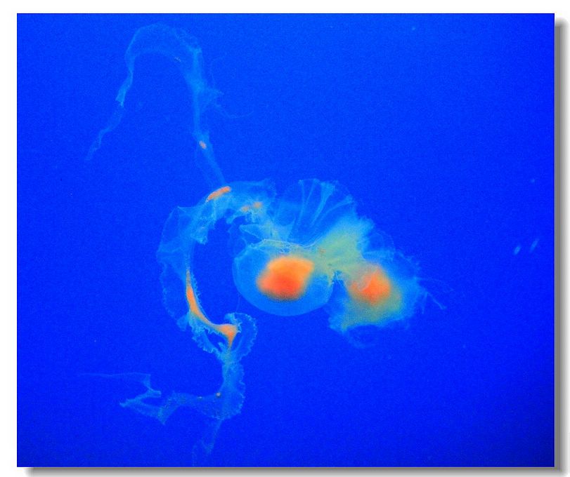 荷包蛋水母（这种水母外型极似“荷包蛋）-第2张图片