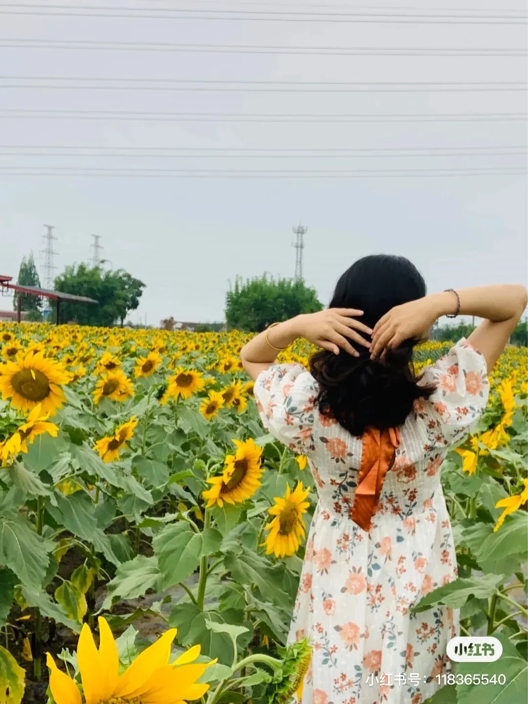 向日葵花海（向日葵花海来啦！不要门票）-第12张图片