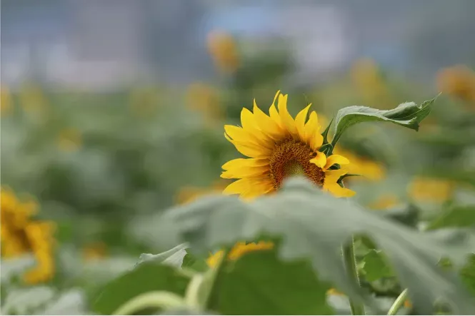 向日葵花海（向日葵花海来啦！不要门票）-第19张图片