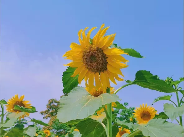 向日葵花海（向日葵花海来啦！不要门票）-第18张图片