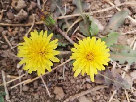 中草药植物图片（农村这6种野草，全是名贵药材）-第3张图片