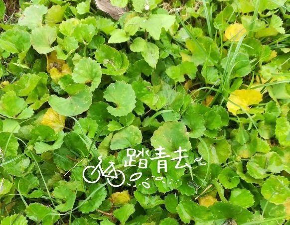 中草药植物图片（农村这6种野草，全是名贵药材）-第30张图片