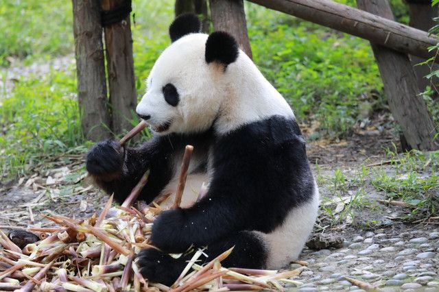 成都景点排行榜（成都十大必玩景点）-第1张图片