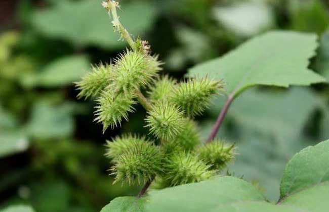 种子的传播方法（植物传播种子有哪些方法）-第1张图片