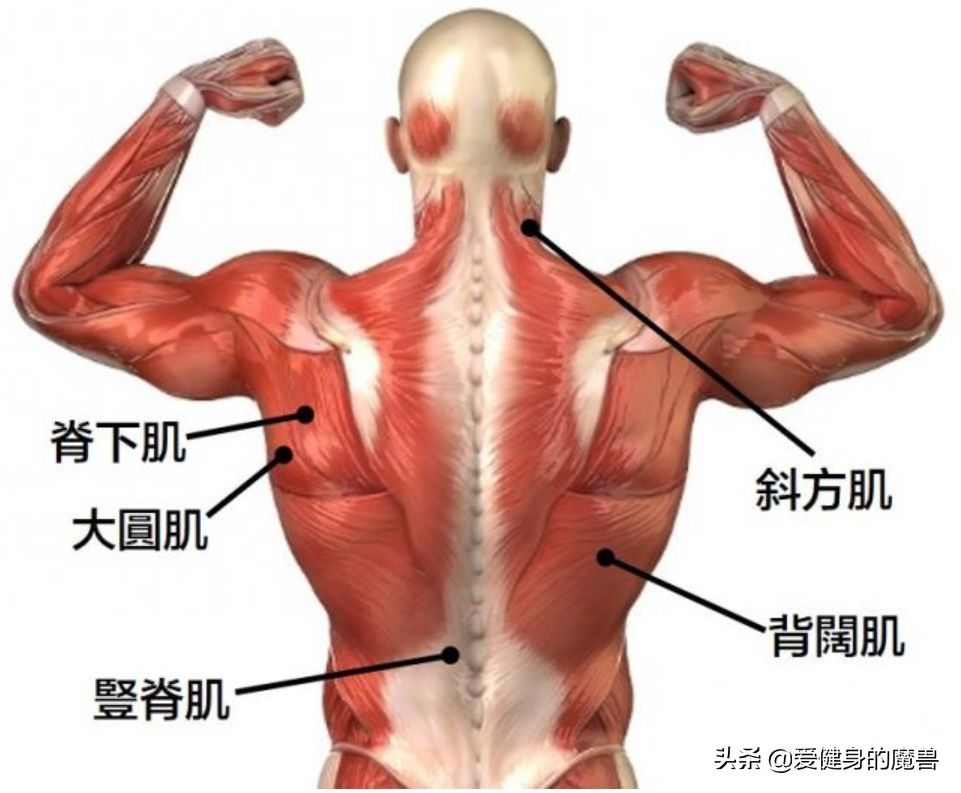 引体向上的好处（一直被低估的引体向上）-第6张图片