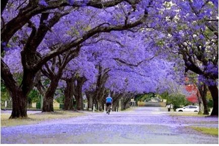 春节适合去哪里旅游（最适合春节旅行的7个地方）-第30张图片