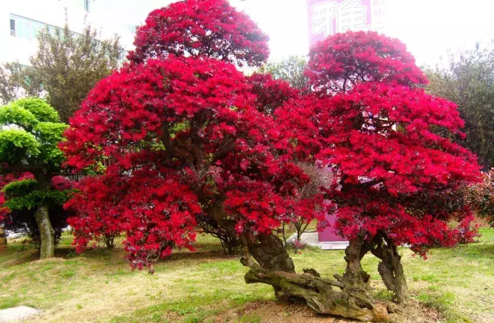 红花继木盆景（红花檵木盆景的鉴赏与制作管理）-第4张图片