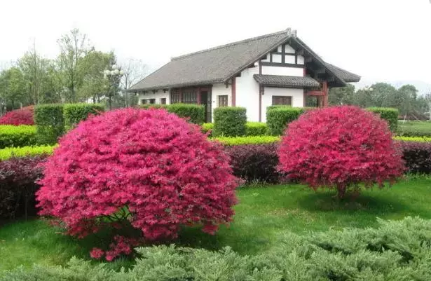 红花继木盆景（红花檵木盆景的鉴赏与制作管理）-第3张图片
