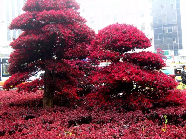 红花继木盆景（红花檵木盆景的鉴赏与制作管理）-第5张图片