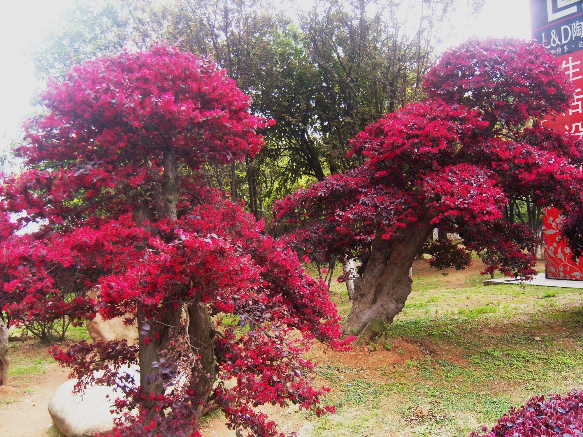 红花继木盆景（红花檵木盆景的鉴赏与制作管理）-第7张图片
