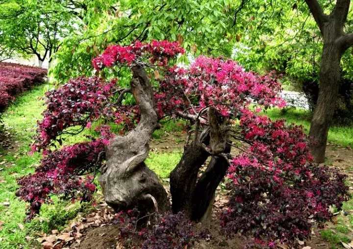 红花继木盆景（红花檵木盆景的鉴赏与制作管理）-第10张图片