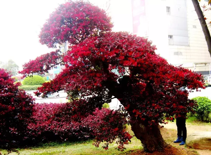 红花继木盆景（红花檵木盆景的鉴赏与制作管理）-第11张图片