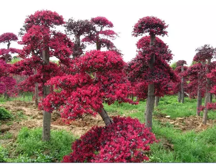 红花继木盆景（红花檵木盆景的鉴赏与制作管理）-第13张图片