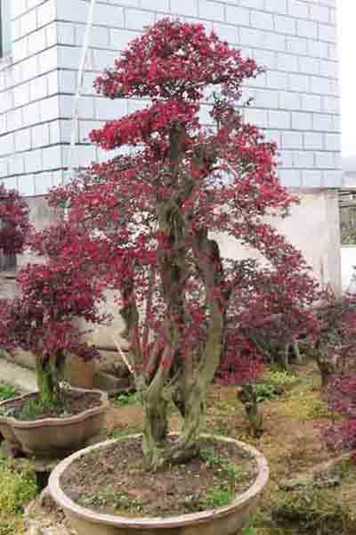 红花继木盆景（红花檵木盆景的鉴赏与制作管理）-第17张图片