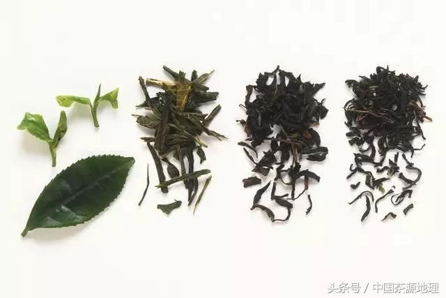 如何沏茶（记住7个泡茶步骤，快速进阶泡茶高手）-第2张图片