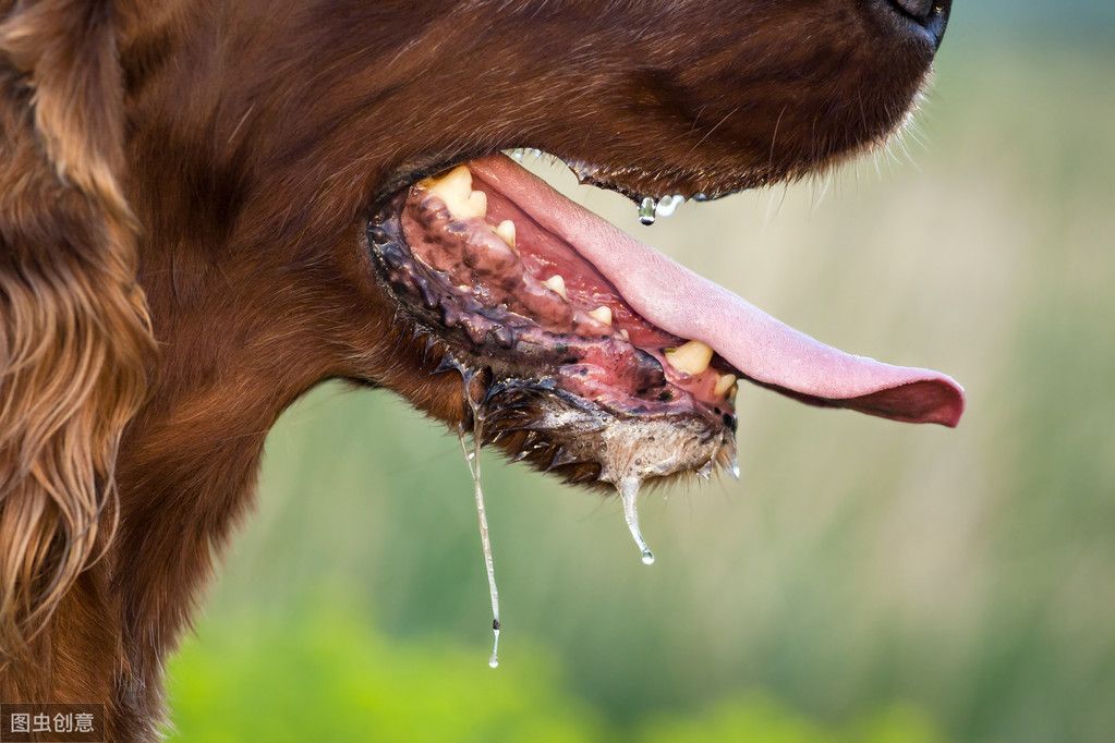 狂犬病的传播途径（狂犬病的传播途径有哪些？）-第2张图片