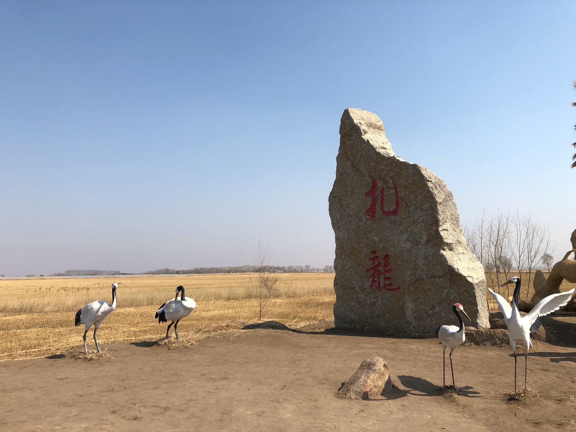 丹顶鹤的故乡（中国一半的鹤都在这个景区）-第1张图片