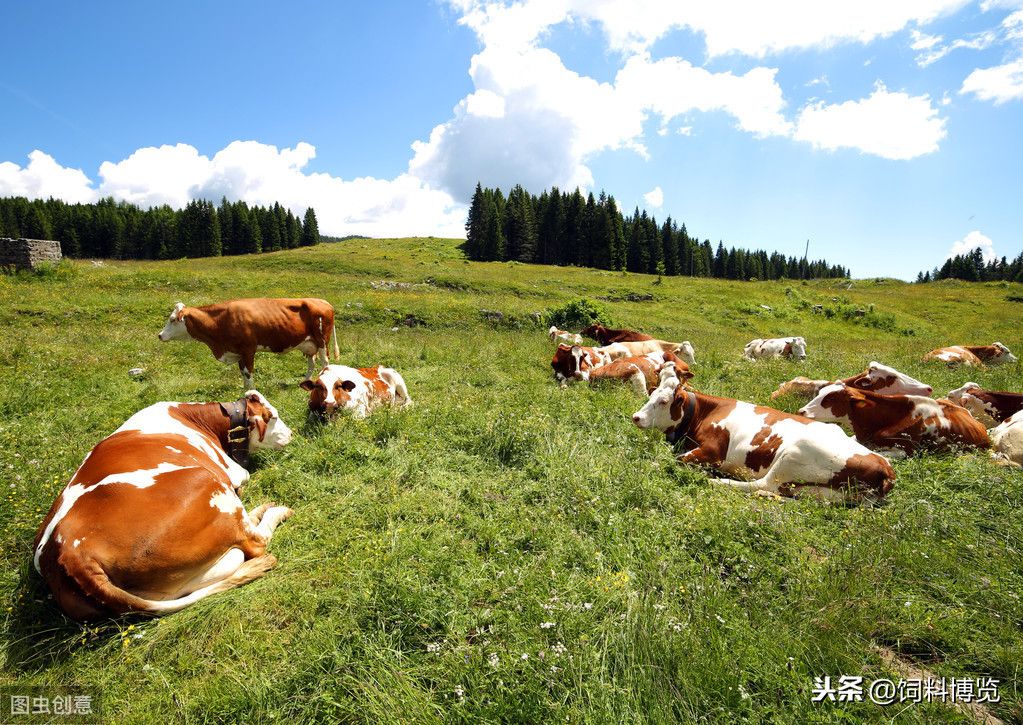 中国畜牧业（我国畜牧业发展“五大趋势”）-第1张图片