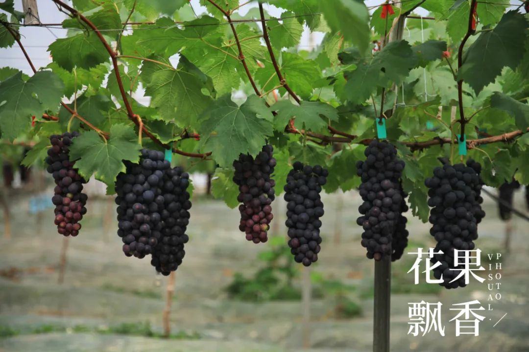 早熟葡萄（介绍3种极早熟葡萄新品种）-第14张图片