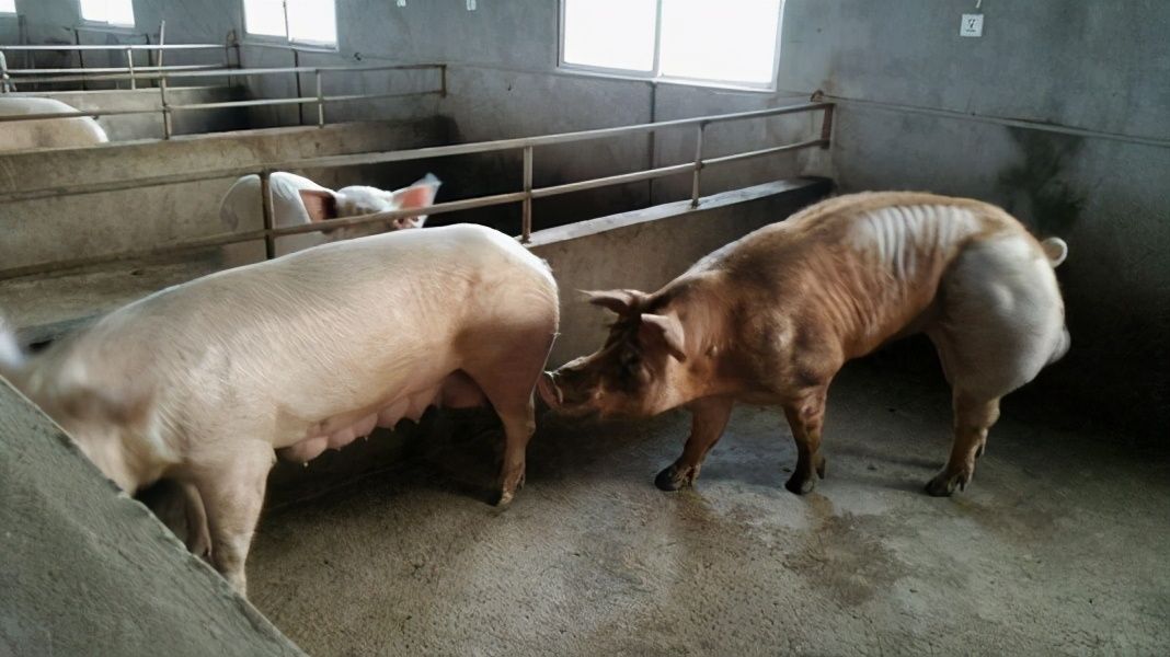 养母猪技术（养好母猪的关键是什么？）-第3张图片