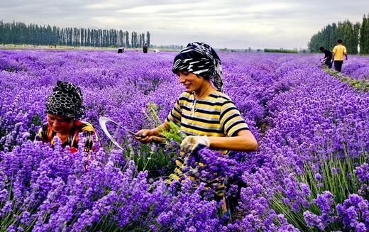 薰衣草什么时候开花（薰衣草大概在什么时候开花）-第8张图片