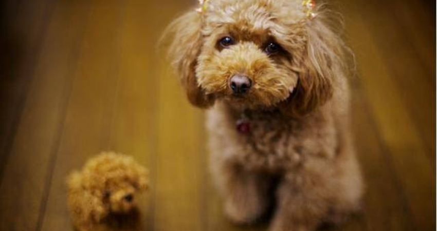 贵宾犬论坛（很多人养贵宾犬，但不知道这6件事）-第7张图片