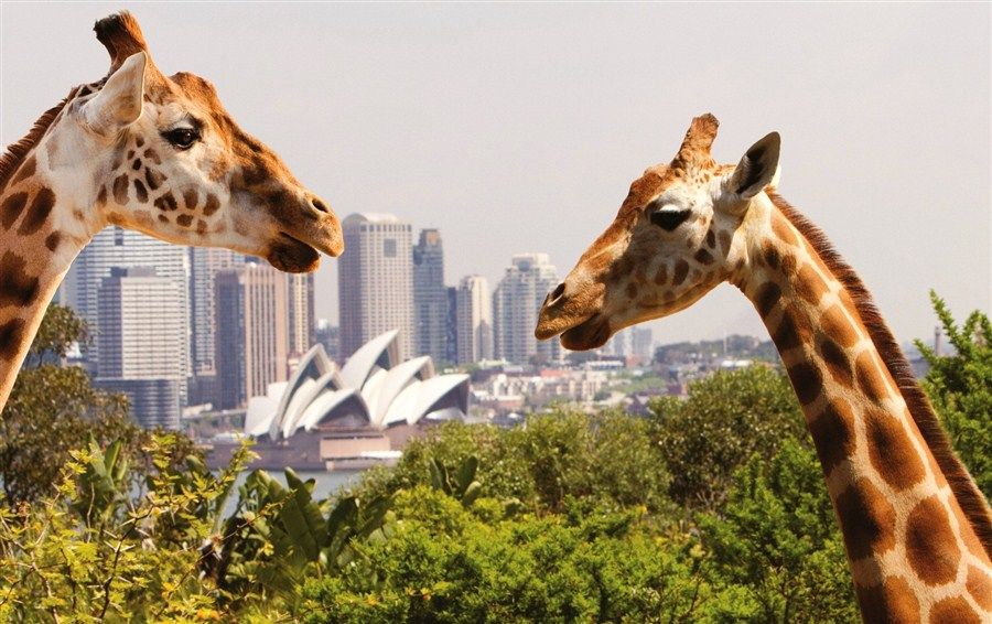 澳大利亚旅游攻略（澳大利亚最全攻略）-第11张图片